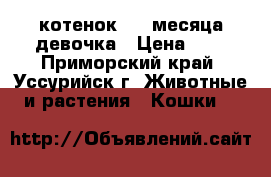 котенок 1,5 месяца девочка › Цена ­ 1 - Приморский край, Уссурийск г. Животные и растения » Кошки   